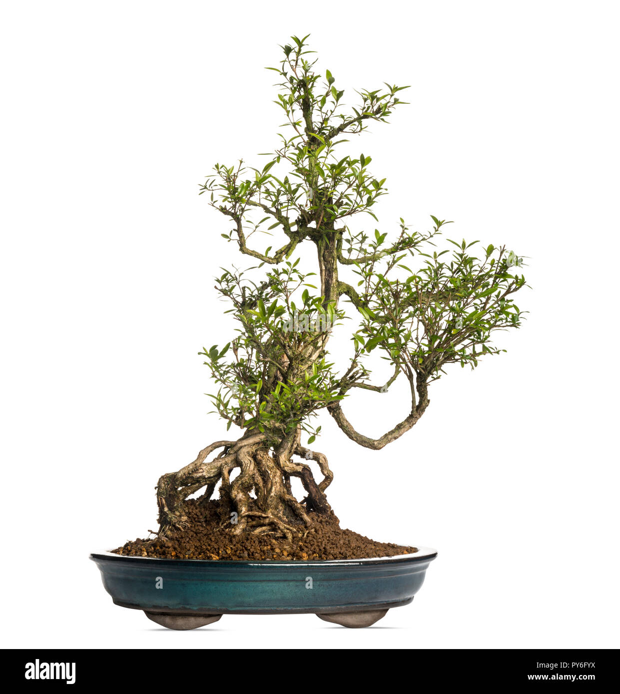 Serissa bonsai tree, Serissa foetida, isolated on white Stock Photo