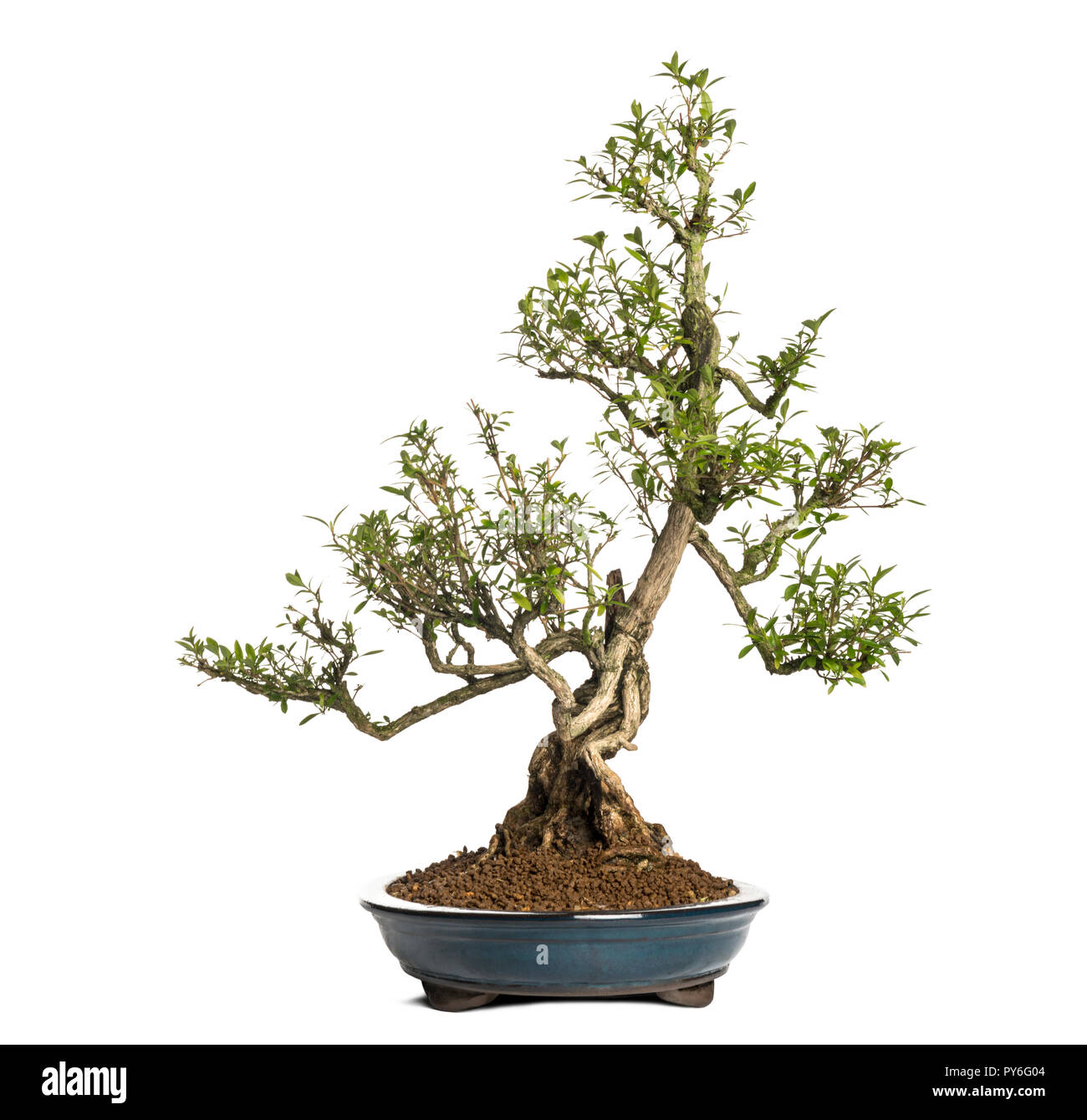 Serissa bonsai tree, Serissa foetida, isolated on white Stock Photo - Alamy