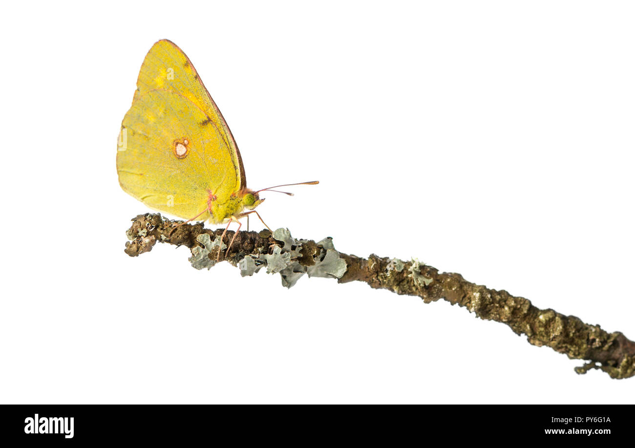 Side view of a Clouded Sulphur on a branch, Colias philodice, isolated on white Stock Photo