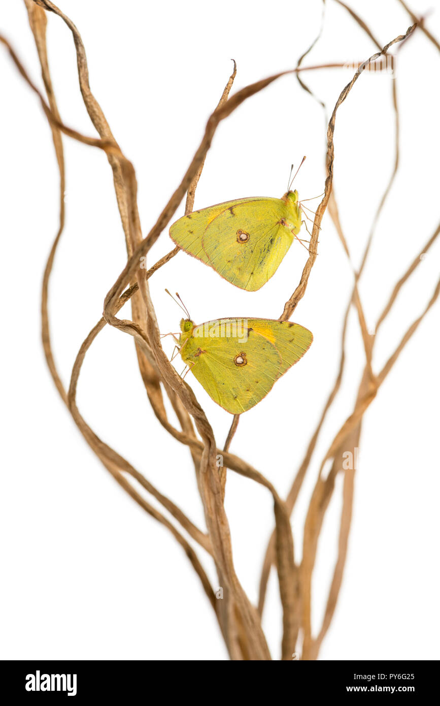 Clouded Sulphur butterflies landed on branches, Colias philodice, isolated on white Stock Photo