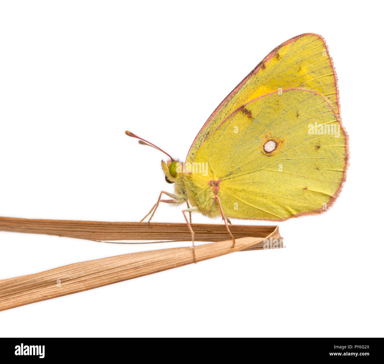 Side view of a Clouded Sulphur landed on a thin branch, Colias philodice, isolated on white Stock Photo