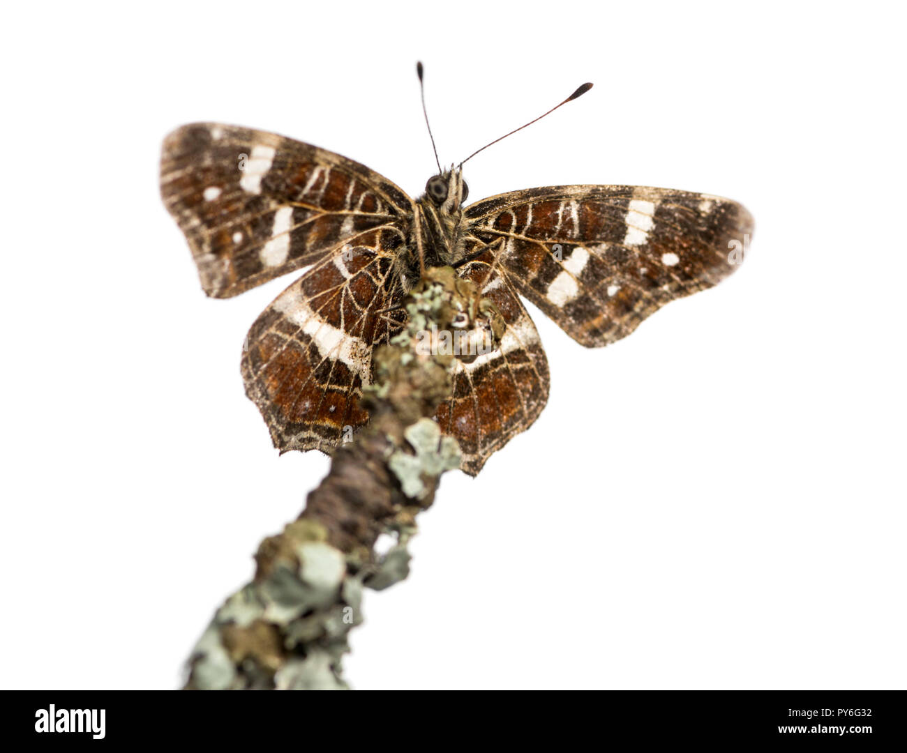 Map butterfly on a branch viewed from below, Araschnia levana, isolated on white Stock Photo