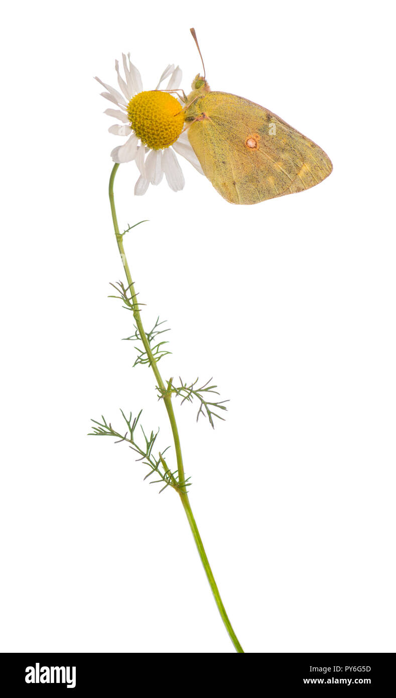 Side view of a Clouded Sulphur landed on a daisy, Colias philodice, isolated on white Stock Photo