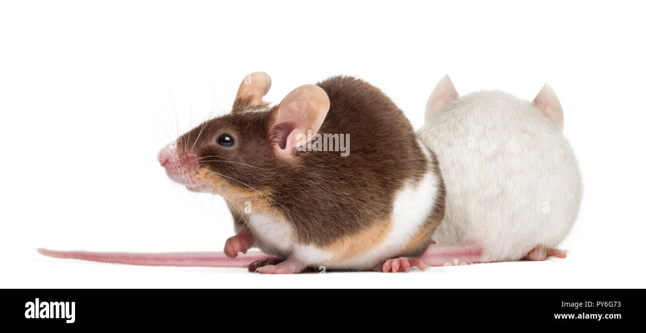 Two mice back to back Stock Photo