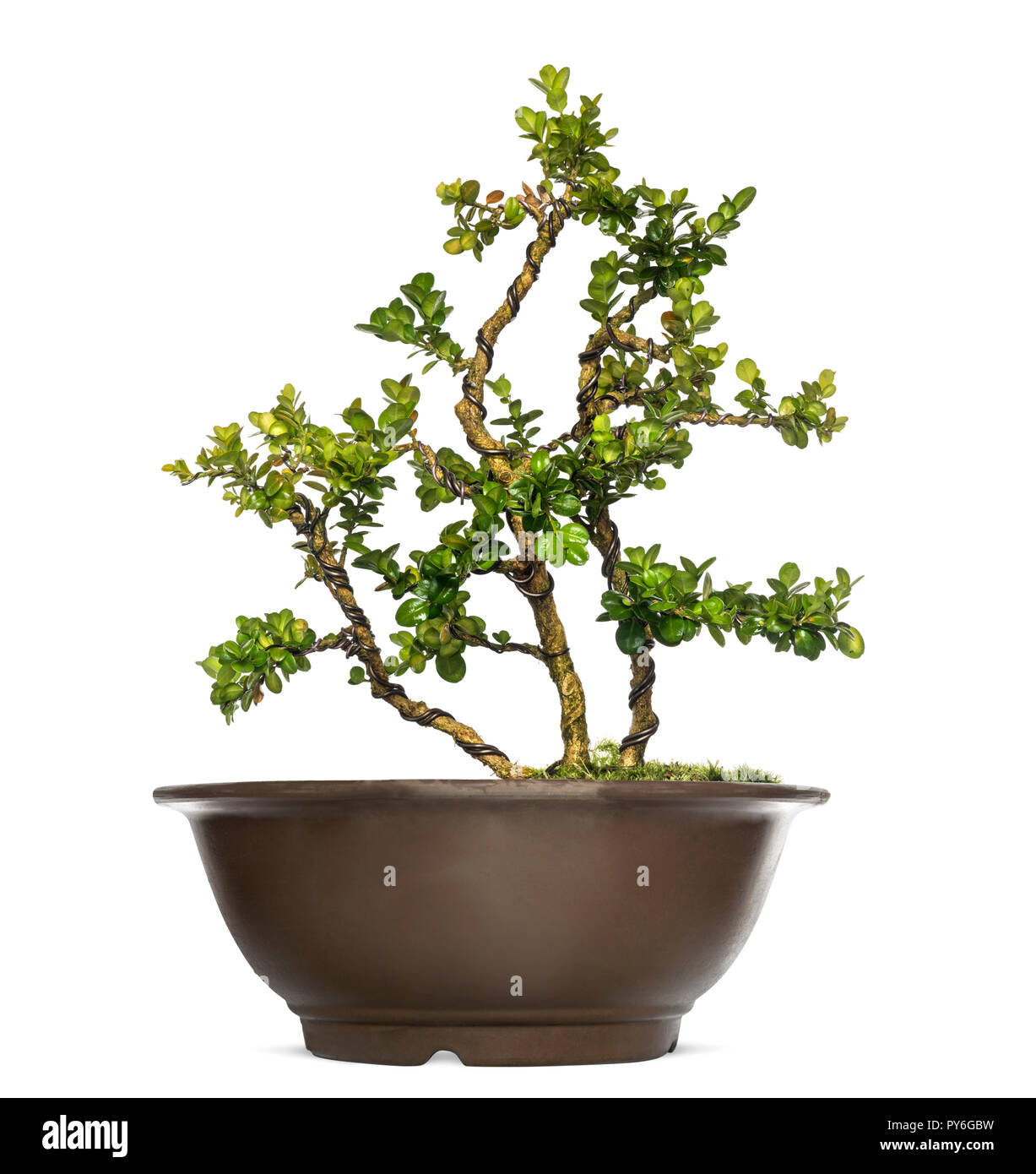 Buxus bonsai tree, isolated on white Stock Photo