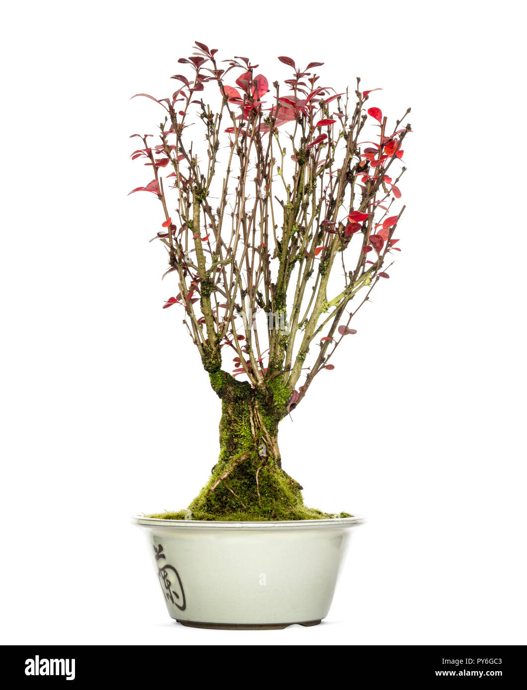 Berberis bonsai tree, isolated on white Stock Photo