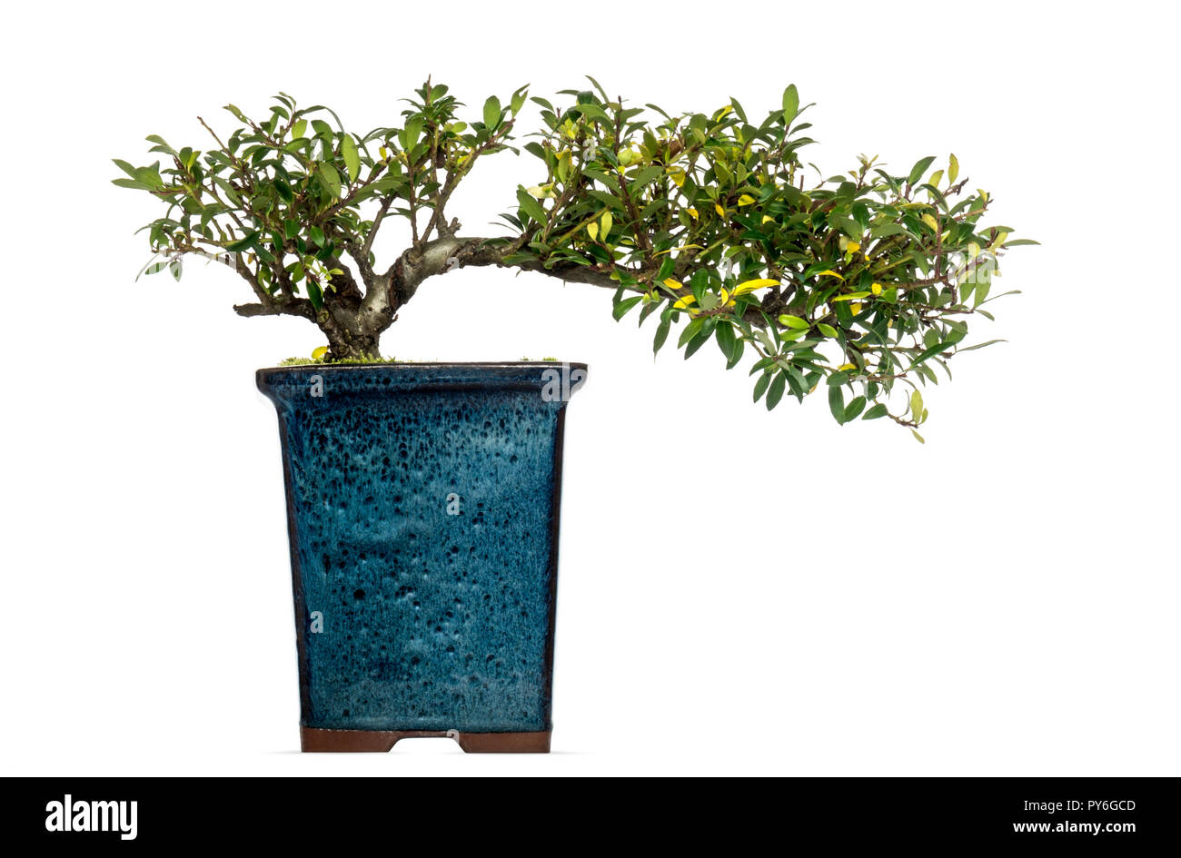 Garden bonsai, Japanese holly (Ilex crenata), Bonk Nursery, Bad Zwischenahn,  81 Stock Photo - Alamy
