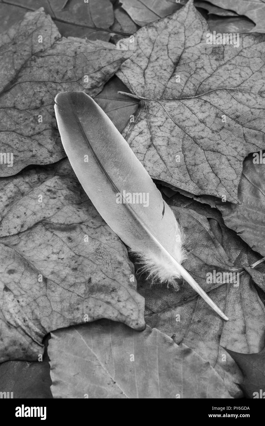 Black and white abstract of small feather isolated on fallen Autumn leaves. Fallen feather, single feather. Stock Photo