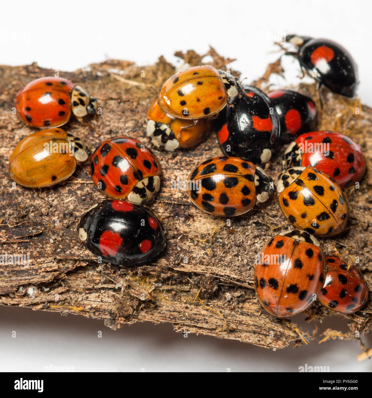 List 27+ Images what does a ladybug nest look like Full HD, 2k, 4k List 27+ Images what does a ladybug nest look like Full HD, 2k, 4k