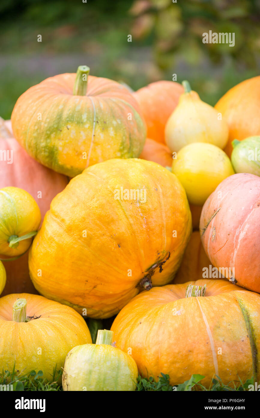 Image of harvest of orange pumpkins Stock Photo - Alamy