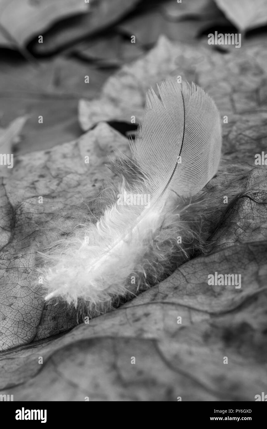 Black and white abstract of small feather isolated on fallen Autumn leaves. Fallen feather, single feather. Stock Photo