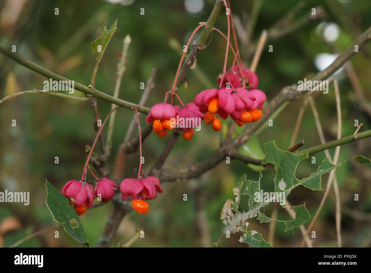 Berries of European spindle, Euonymus europaeus, is a deciduous shrub or small tree. Native to forests of Europe Stock Photo