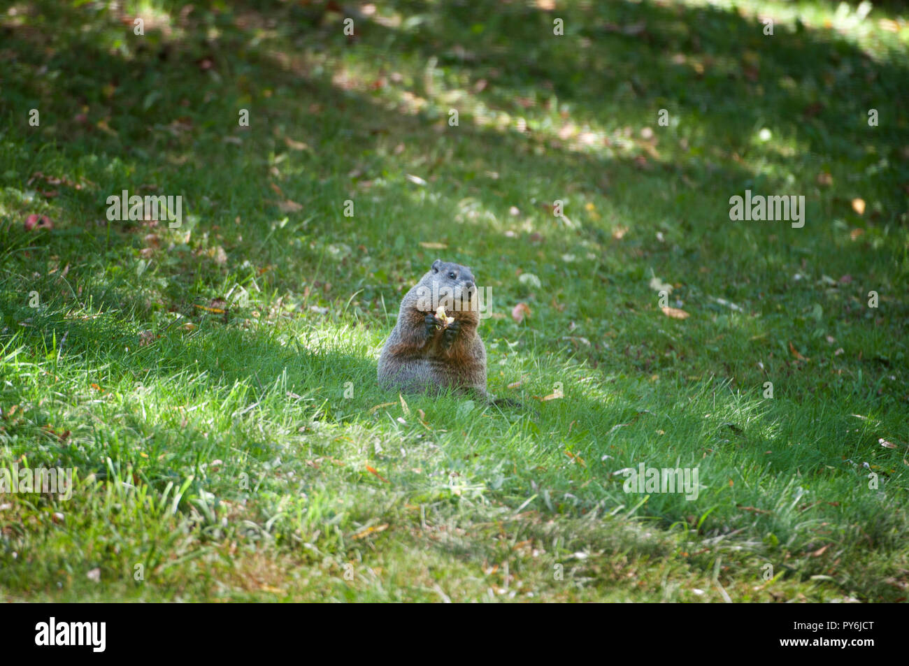 A groundhog or woodchuck eating an apple Stock Photo