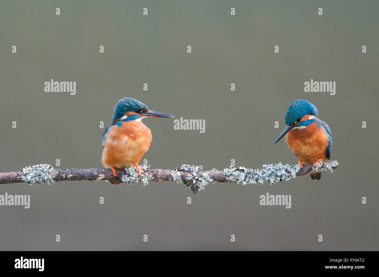 Kingfishers British Wildlife Hi res Stock Photography And Images Alamy kingfishers-british-wildlife-hi-res-stock-photography-and-images-alamy