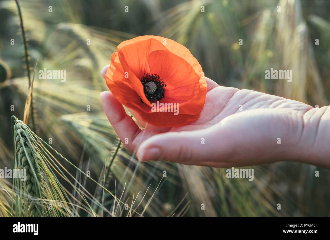 Woman holds red poppy in the hand in the field in summer Stock Photo