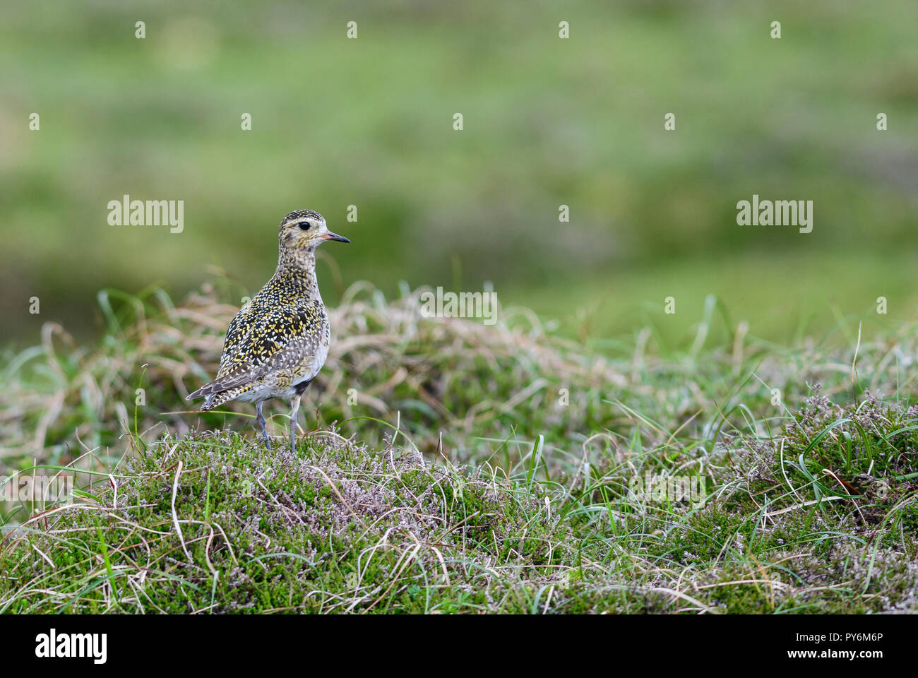 Golden Plover - Pluvialis apricaria, beautiful small wader from European water shores, Shetlands, Scotland, UK. Stock Photo