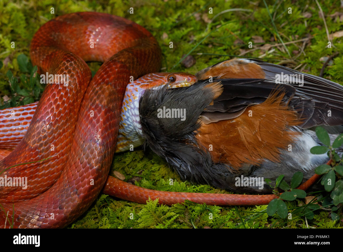 Corn snake, Pantherophis guttatus, attempting to eat American robin, snake captive robin found dead and offered to snake, Maryland Stock Photo
