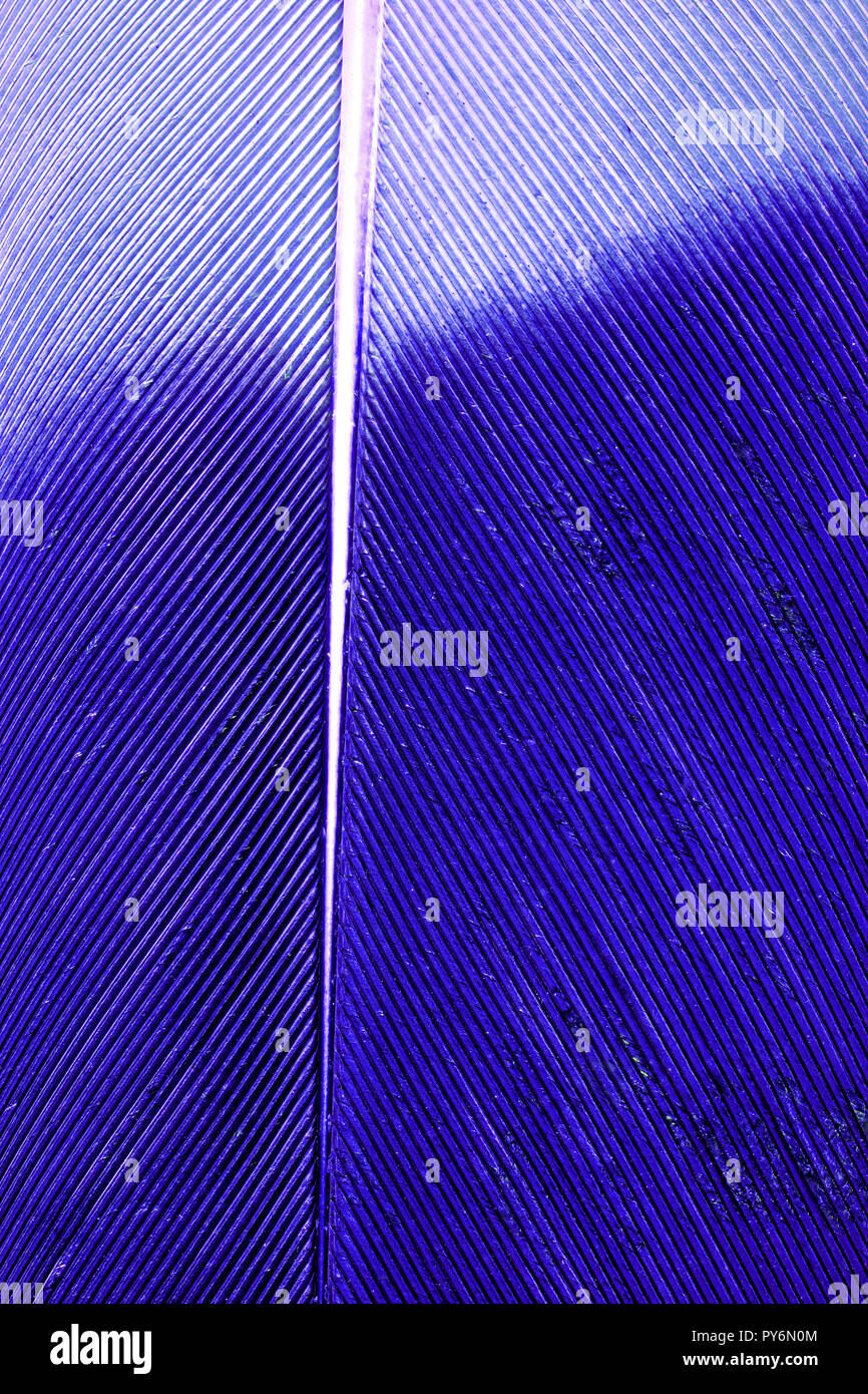 Blue bird feather Stock Photo Alamy