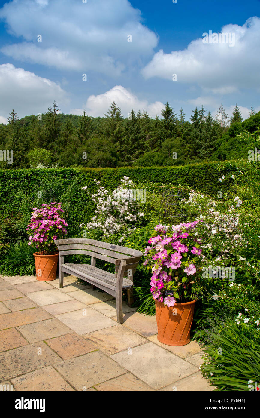 A colourful display of summer roses and clematis in the Queen Mother's Rose Garden at the RHS Garden Rosemoor, Devon, England, UK Stock Photo