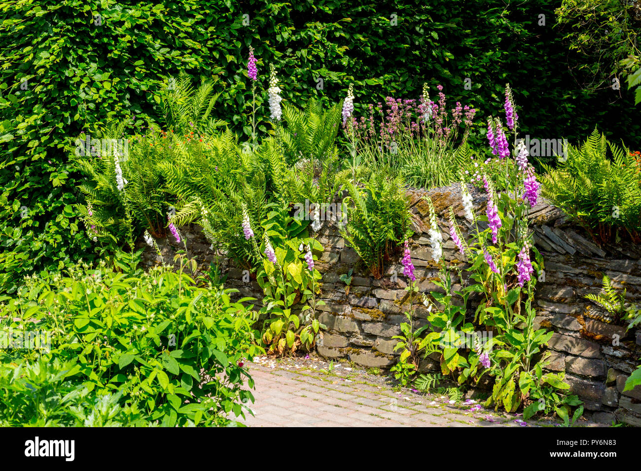 A colourful herbaceous border containing a mixture of foxgloves (Digitalis sp) growing in a wall at the RHS Garden Rosemoor, Devon, England, UK Stock Photo