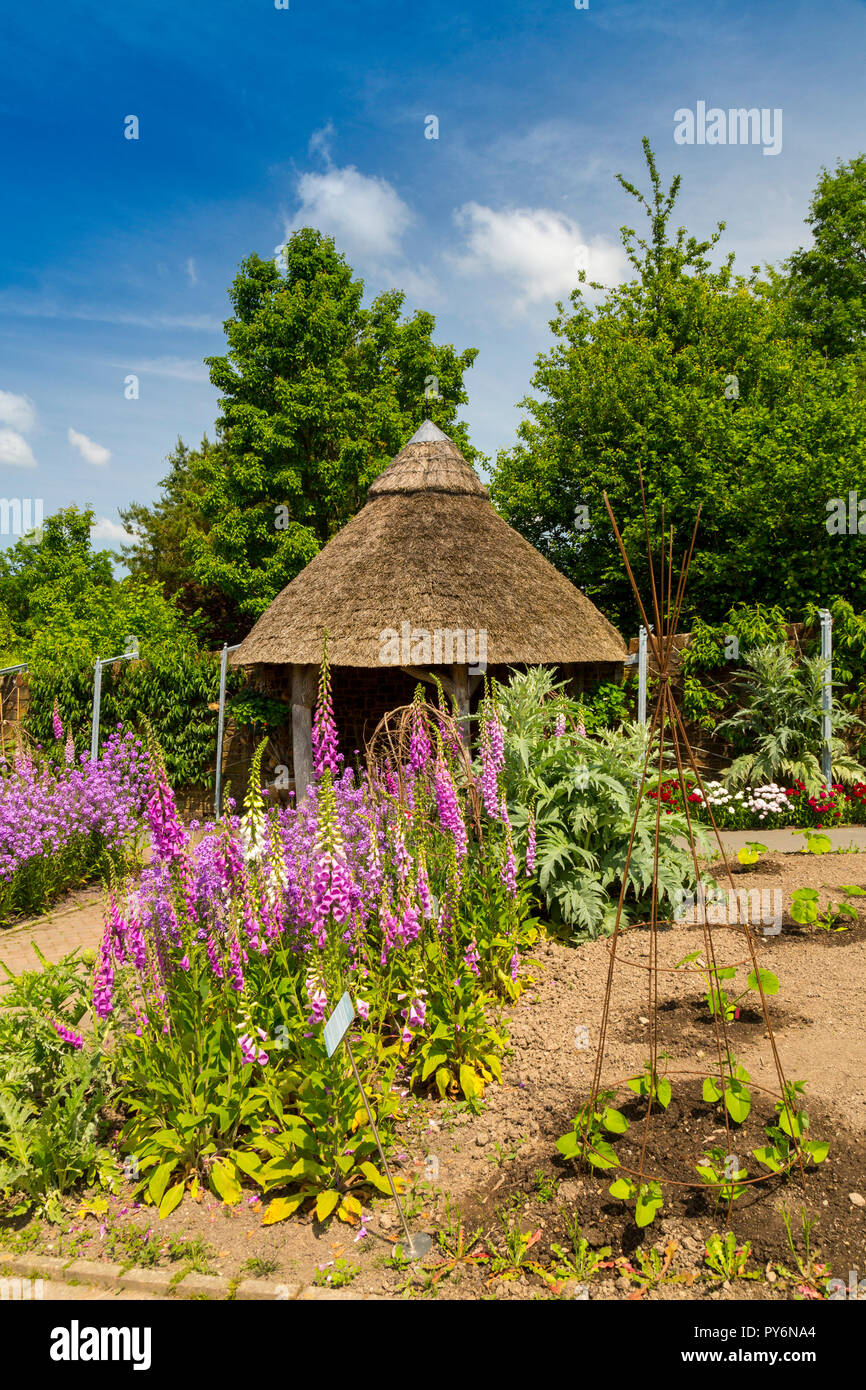 Neat rows of colourful foxglove flowers and a thatched shelter in the ...
