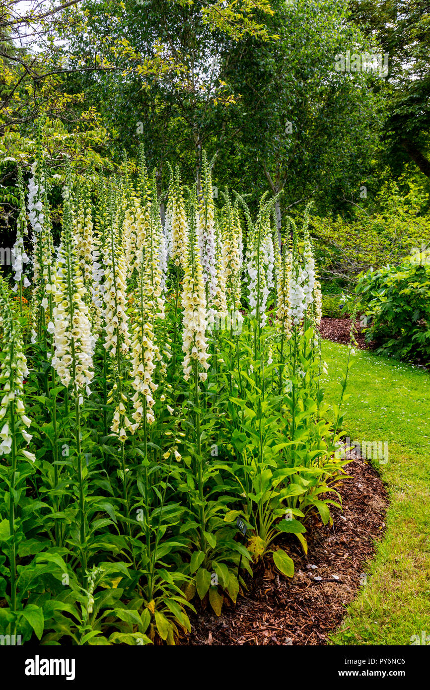 A bed of pure white and cream foxgloves (Digitalis spp) at the RHS
