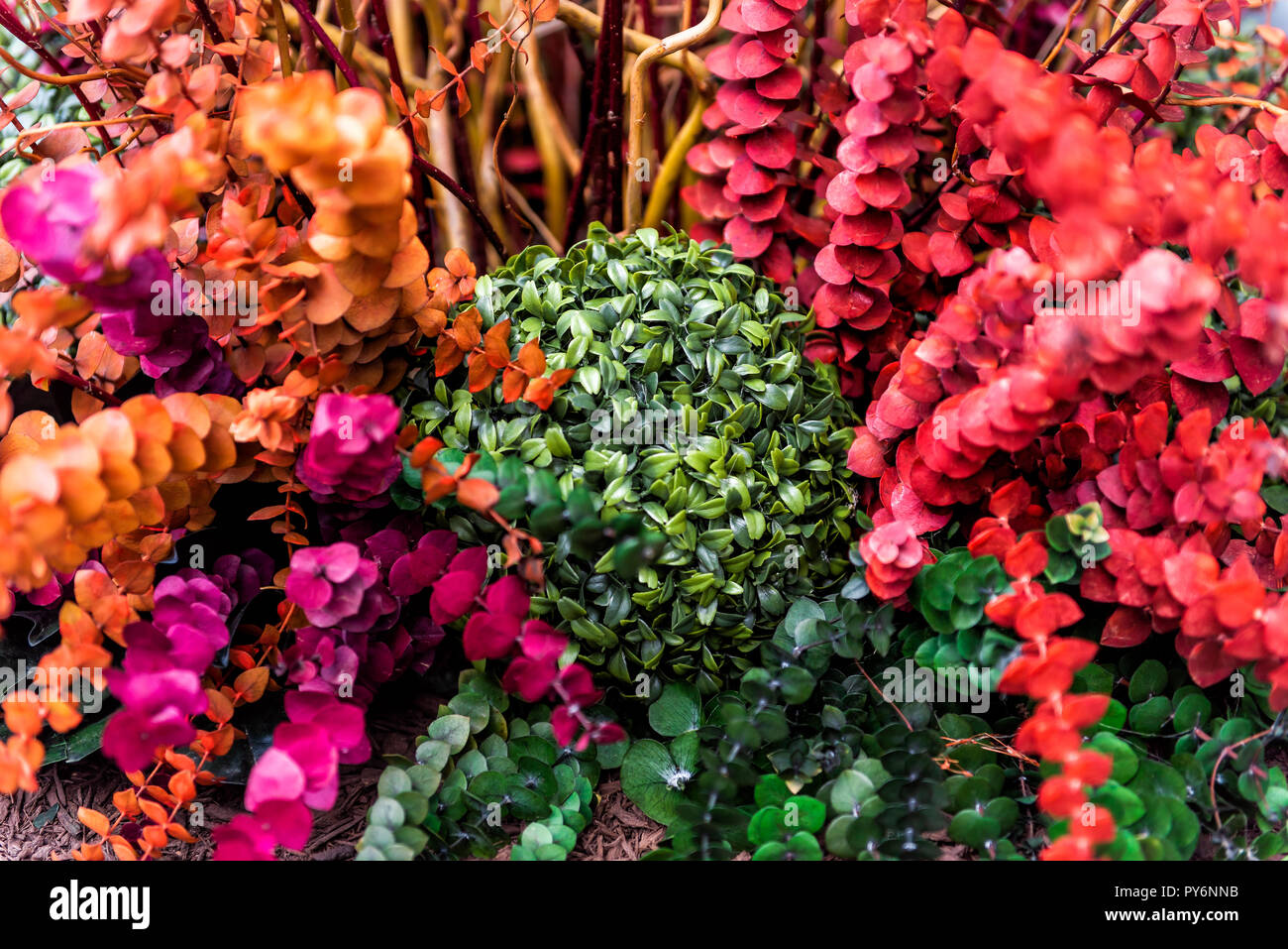 Large flower pot decoration closeup with many colorful multicolored red, orange, pink and purple creeping jenny plant leaves long Stock Photo