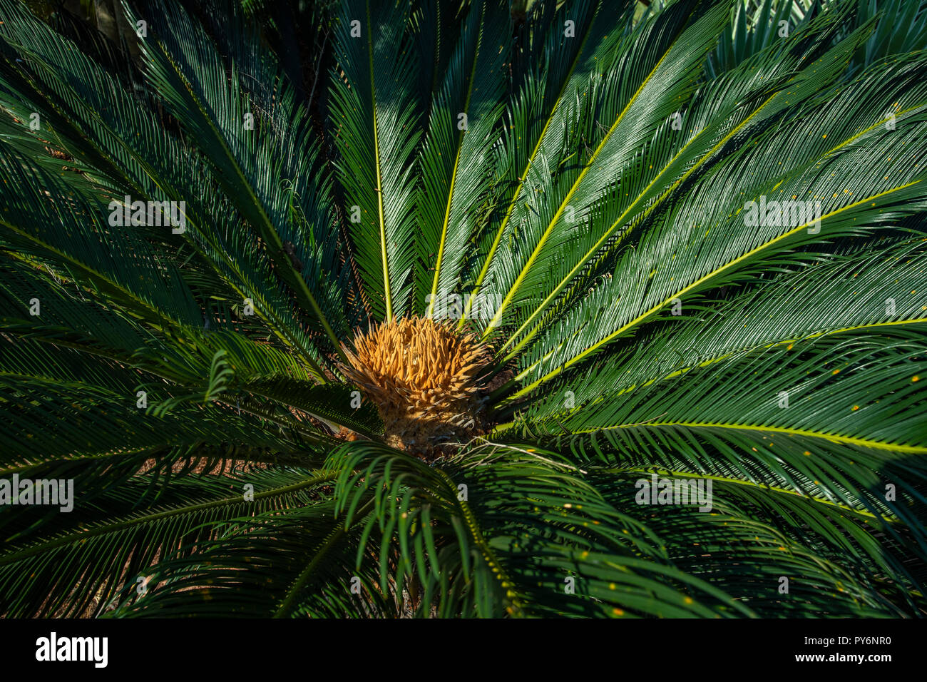 Cycad scientific name is Cycas circinalis L. Families Cycadaceae. Cycas close up with lyzard on the heart of the palm, flower, and plant Stock Photo