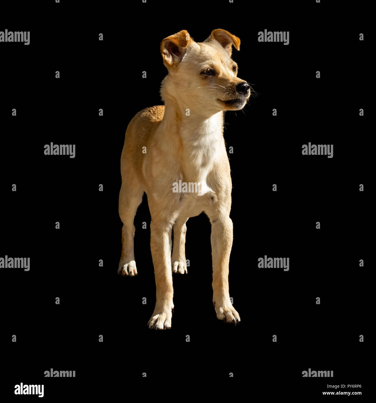 Young mongrel dog standing and looking away Stock Photo