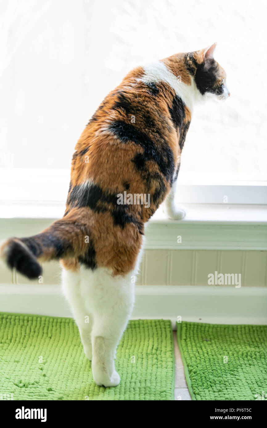 Closeup of funny calico cat leaning on windowsill, window sill, standing on hind legs trick, looking up, watching between curtains blinds outside on g Stock Photo