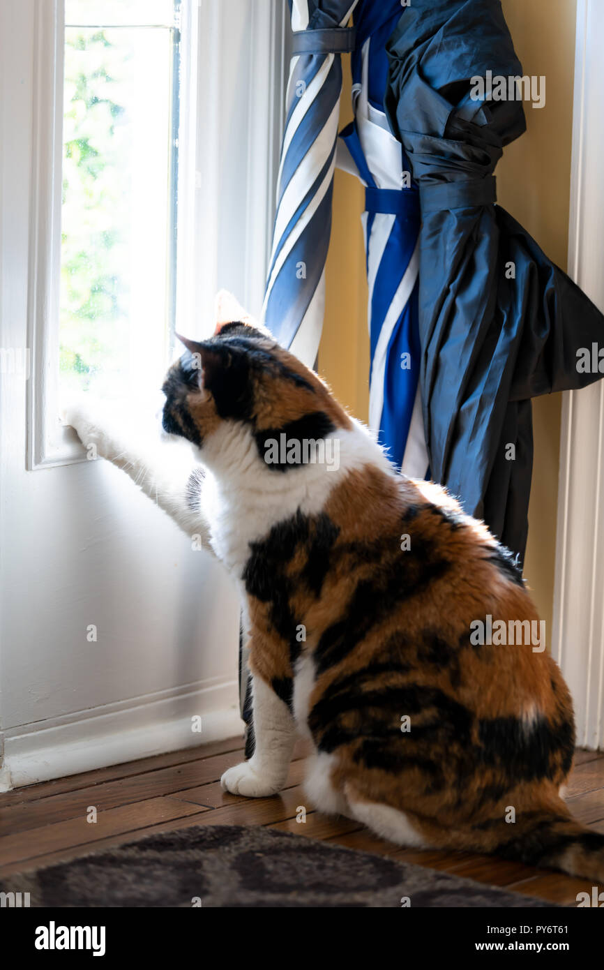 Sad, calico cat sitting, looking through small front door window on porch, waiting on hardwood carpet floor for owners, left behind abandoned, touchin Stock Photo