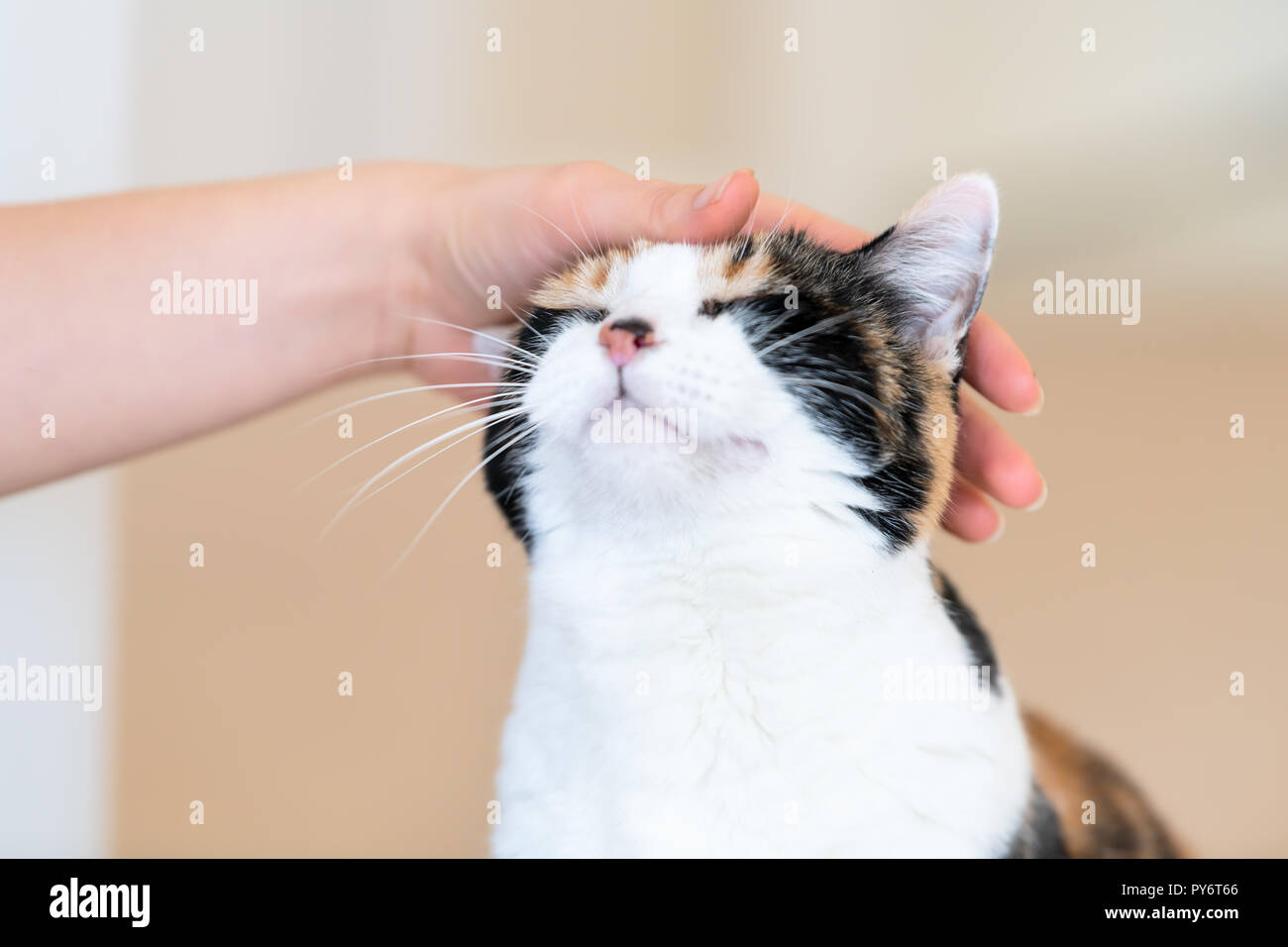 Cat touching woman head hires stock photography and images Alamy