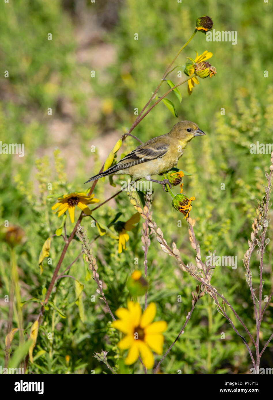 Female Lesser Goldfinch (Spinus psaltria) searching for seeds on prairie sunflowers, Castle Rock Colorado US. Photo taken in August. Stock Photo