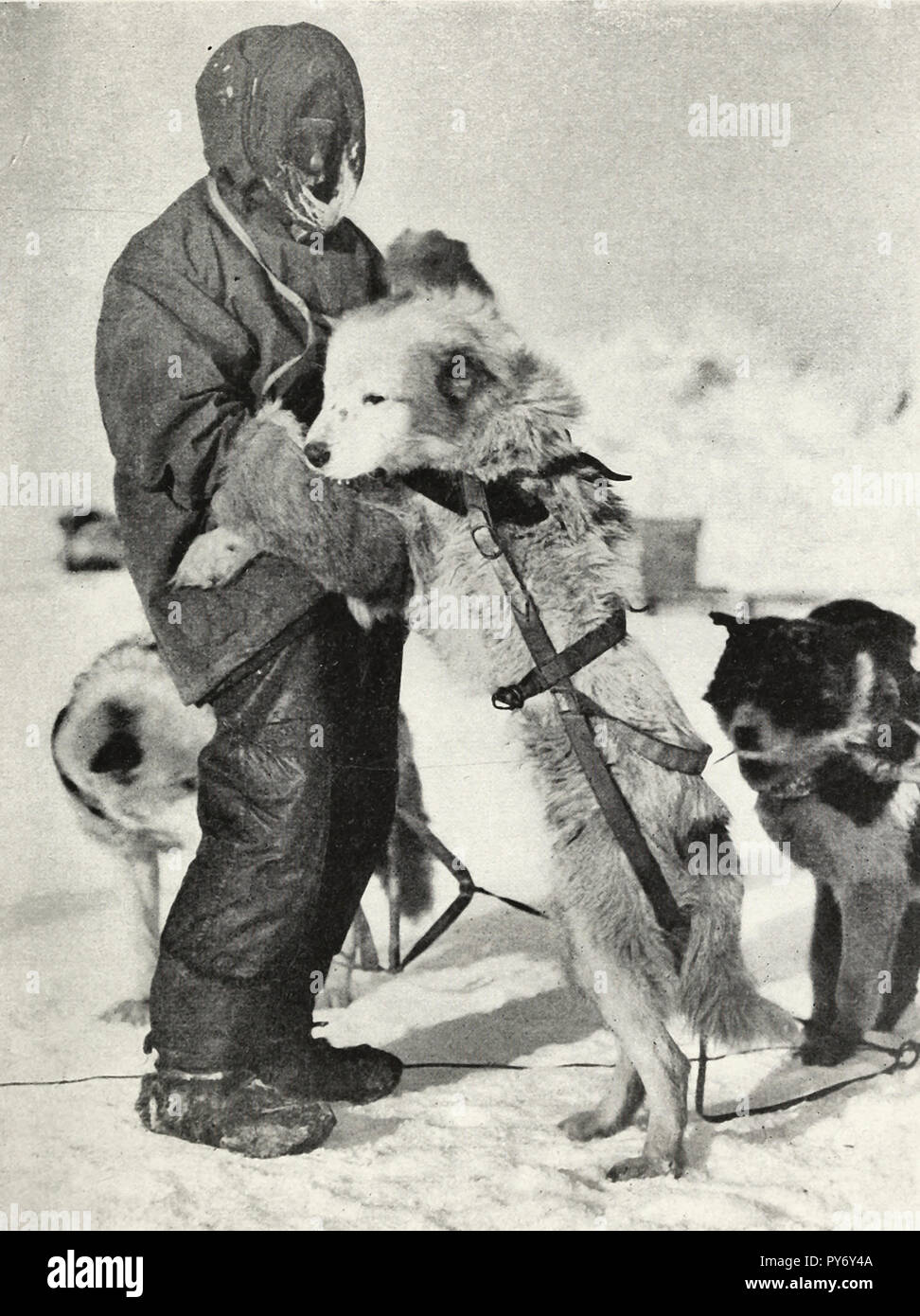 Wild with one of the dogs during the Shackleton Expedition Stock Photo ...