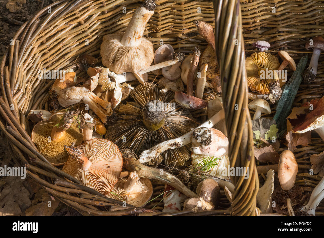 Basket containing a variety of fungi, toadstools, mushrooms, collected during a fungus foray during autumn, for identification and education Stock Photo