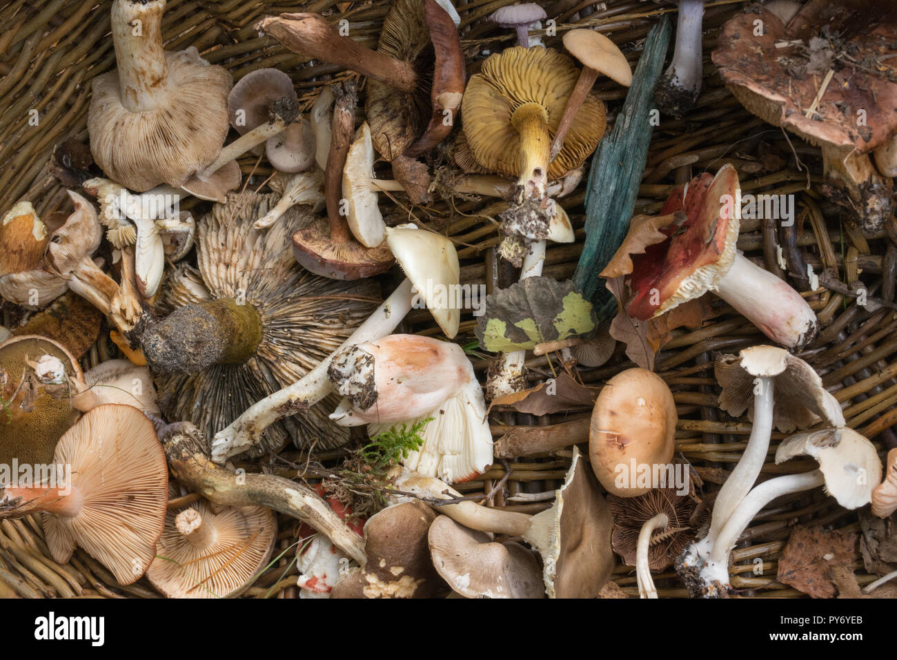 Basket containing a variety of fungi, toadstools, mushrooms, collected during a fungus foray during autumn, for identification and education Stock Photo