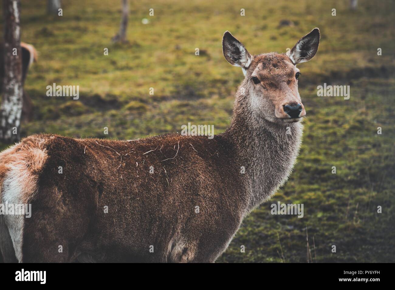 A young deer who has not yet grown horns walks through the pasture and stopped at the birch feeling the danger. The animal lives in the reserve. Stock Photo