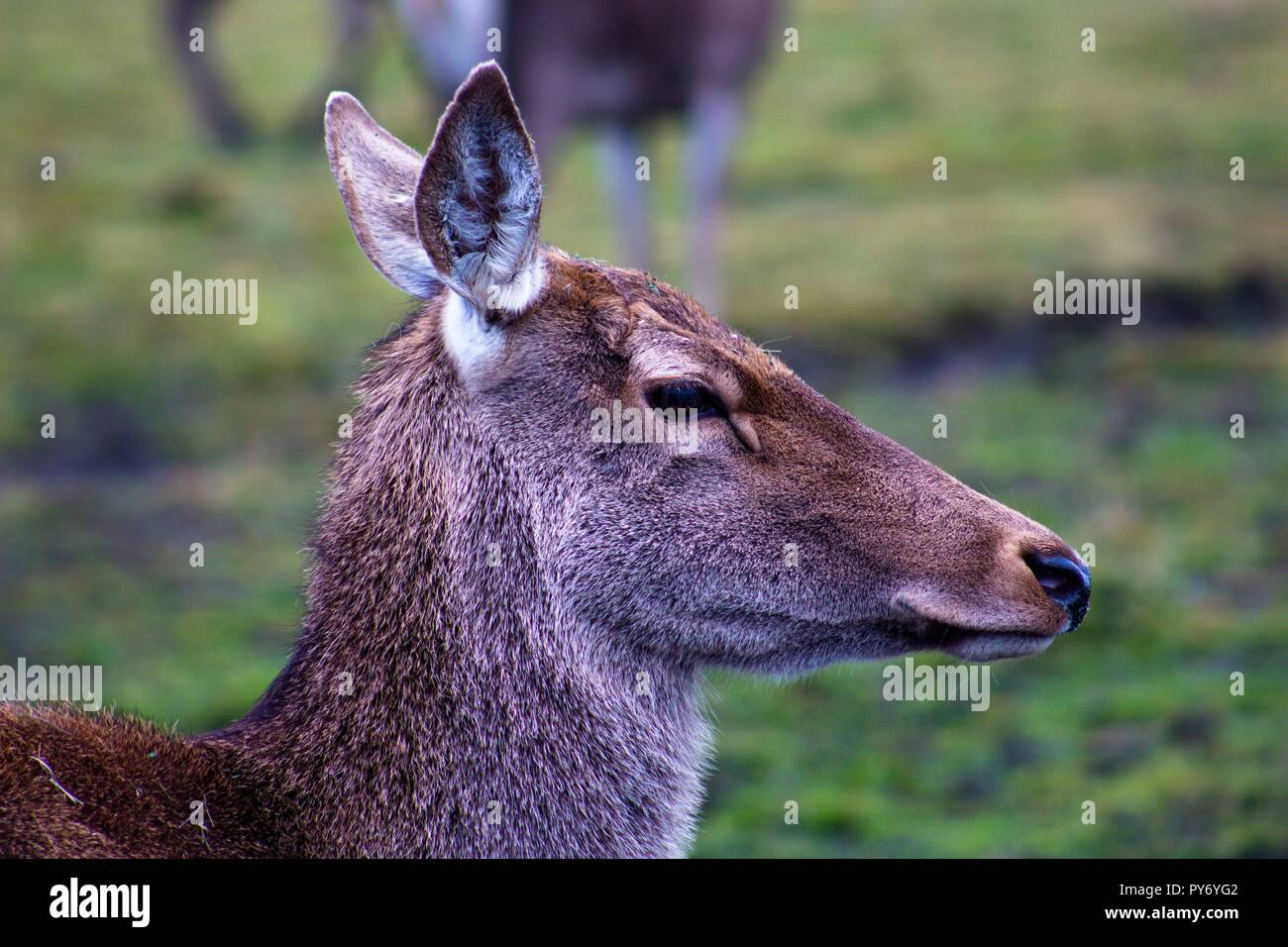 A young deer who has not yet grown horns walks through the pasture. The animal lives in the reserve. Stock Photo