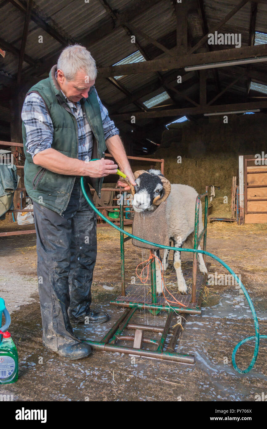 A farmer using a hozepipe to rinse a Swaledale sheep after a shampoo in readiness for a sale Stock Photo
