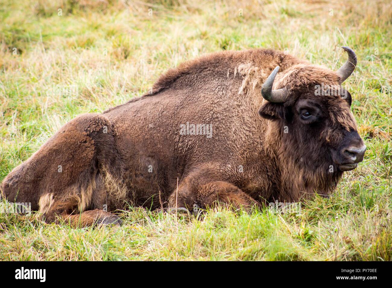 A huge wisent lies in the pasture. It is located in a large reserve. Stock Photo