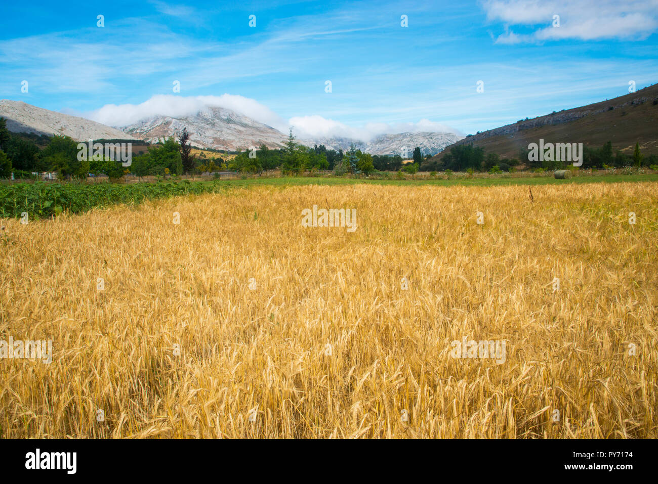 Campo de cultivo de cereales hi-res stock photography and images - Alamy