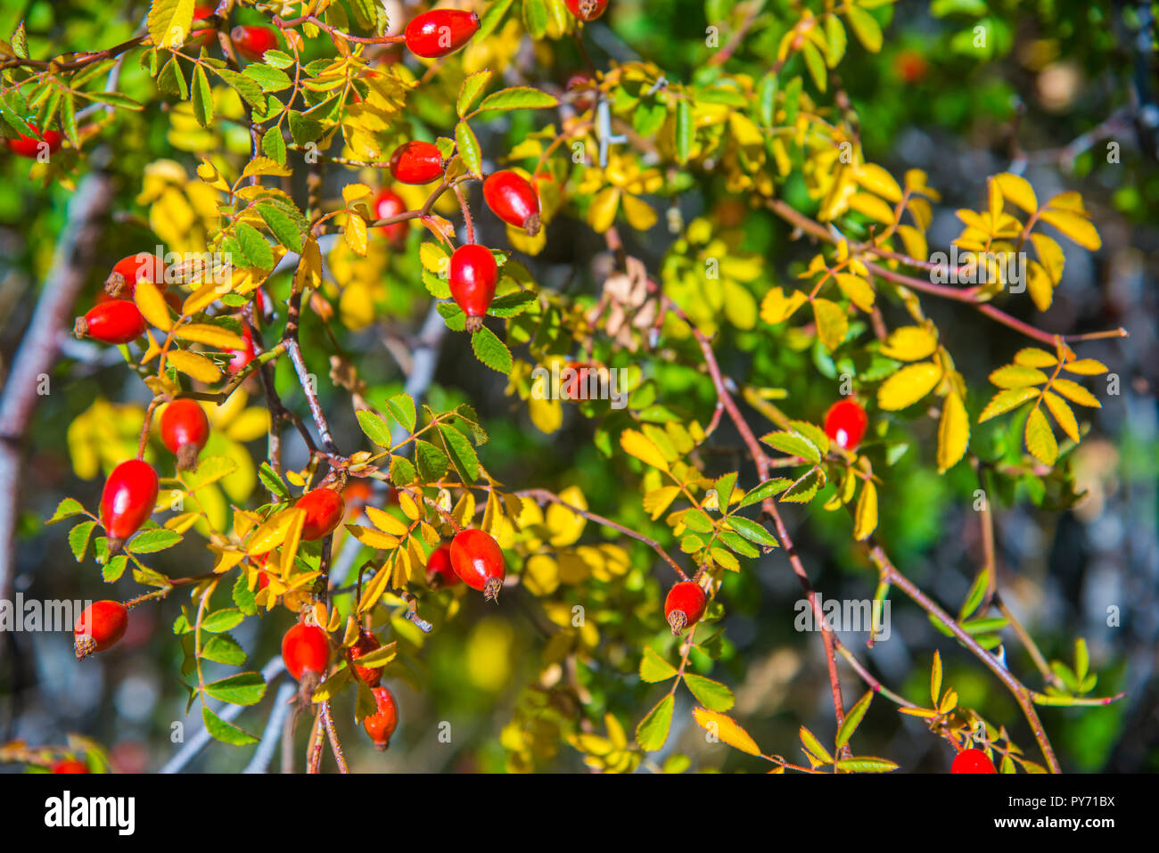 Berries of wild rose. Stock Photo