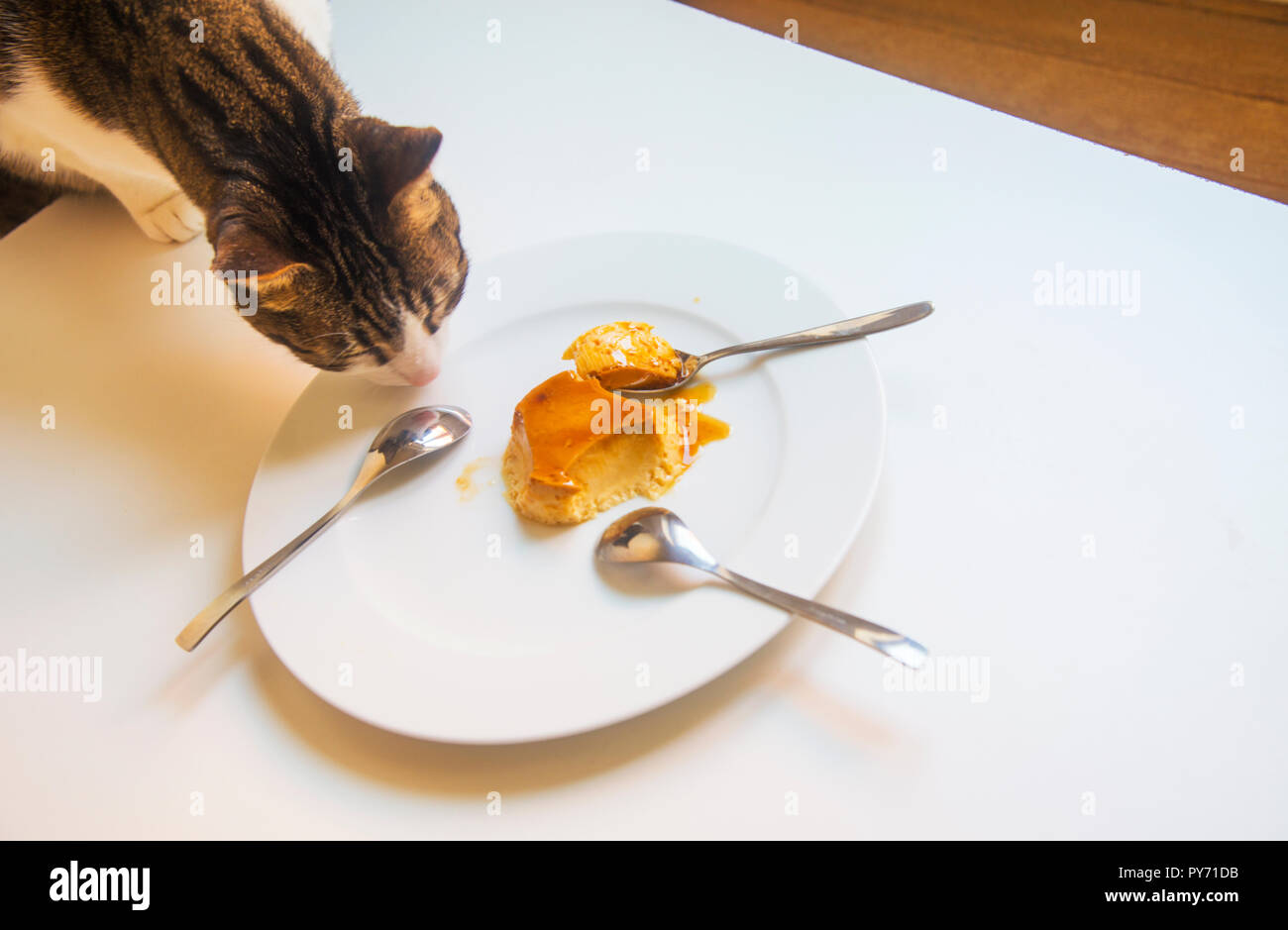 Tabby and white cat sniffing a dish with creme caramel. Stock Photo
