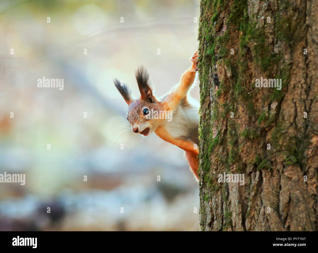 Funny Squirrel High Resolution Stock Photography And Images Alamy