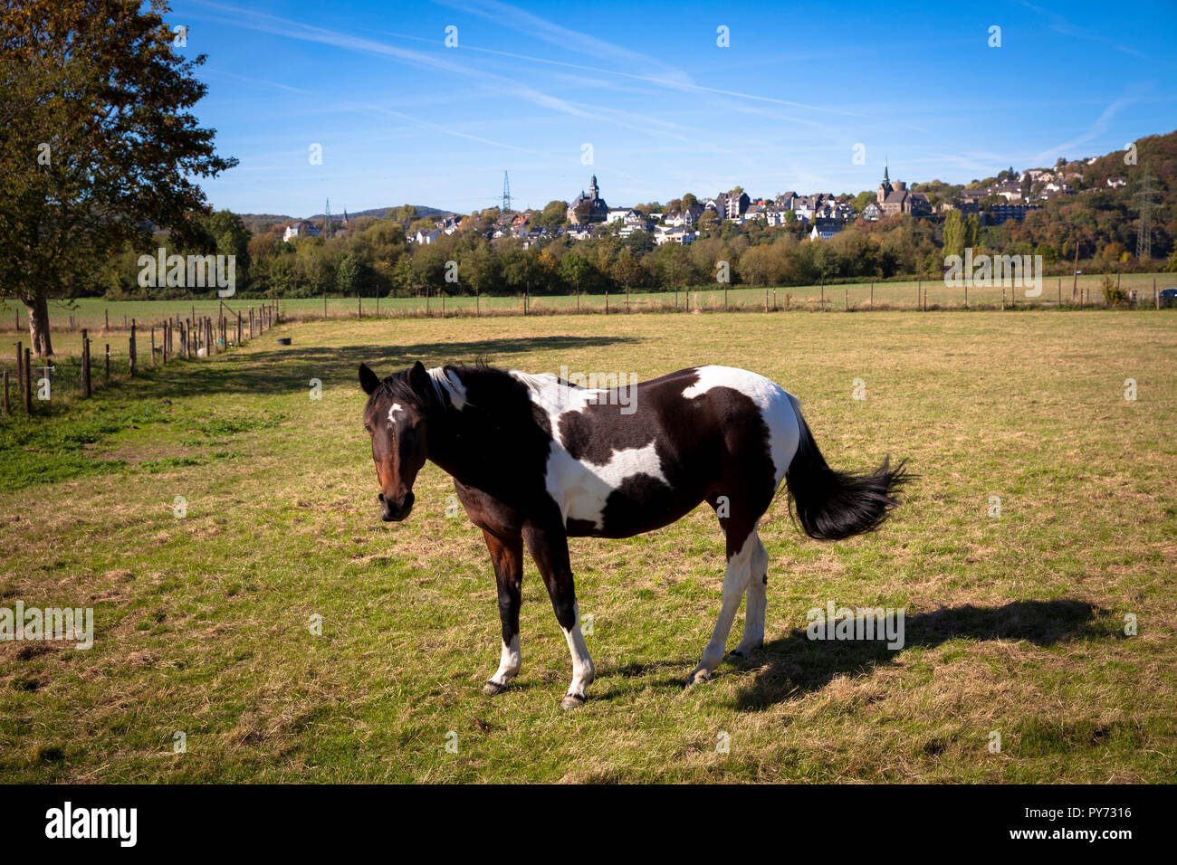 horse on a pasture near Hagen-Vorhalle, Germany.  Pferd auf einer Wiese bei Hagen-Vorhalle, Deutschland. Stock Photo