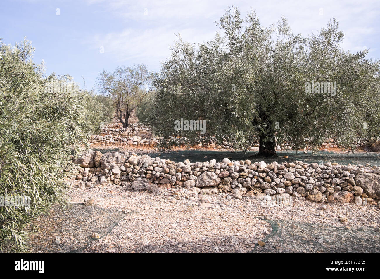 An Hill Side Olive Tree Garden Washed In Spanish Sun With Stone