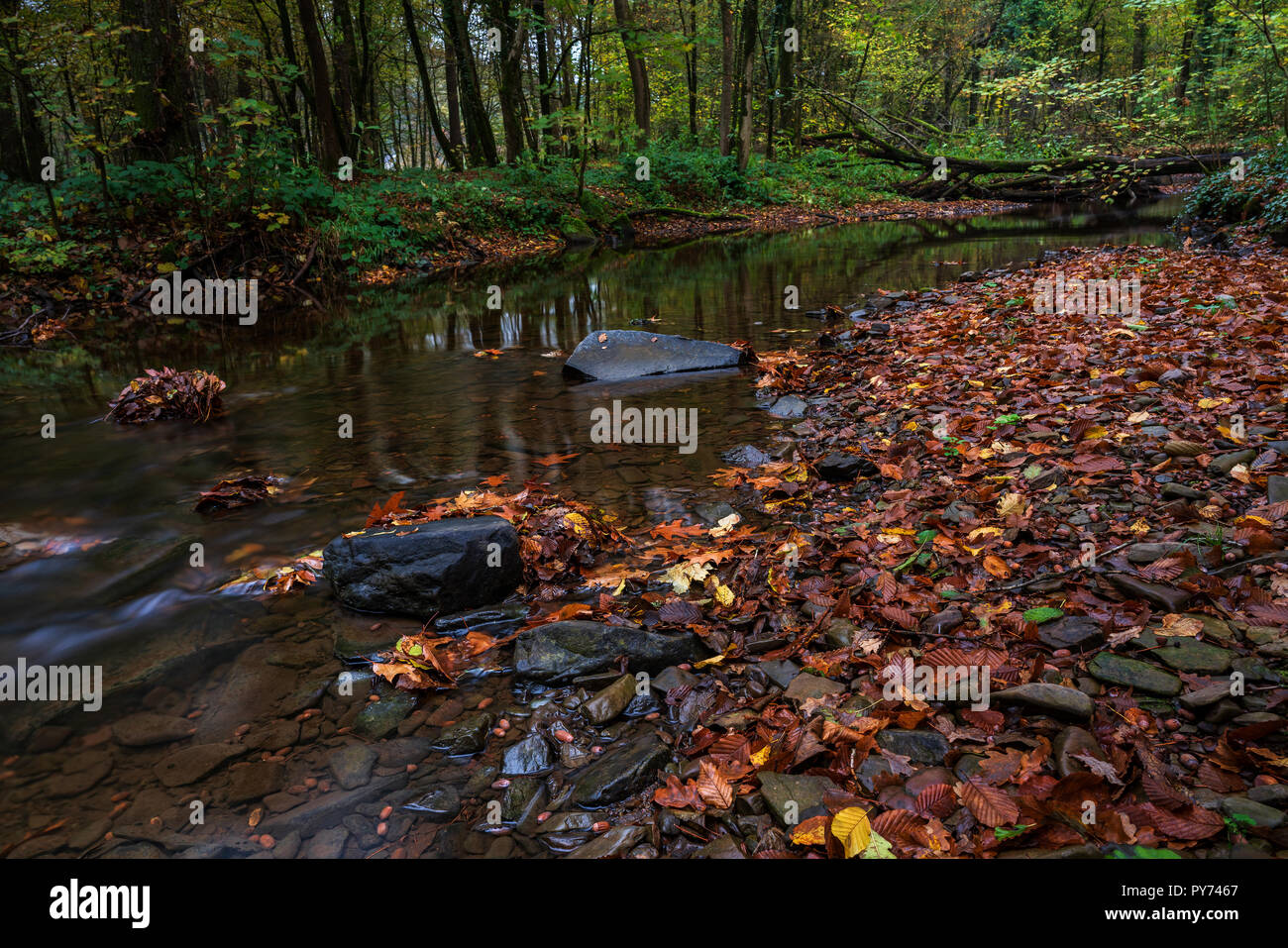 autumn in the forest Stock Photo - Alamy