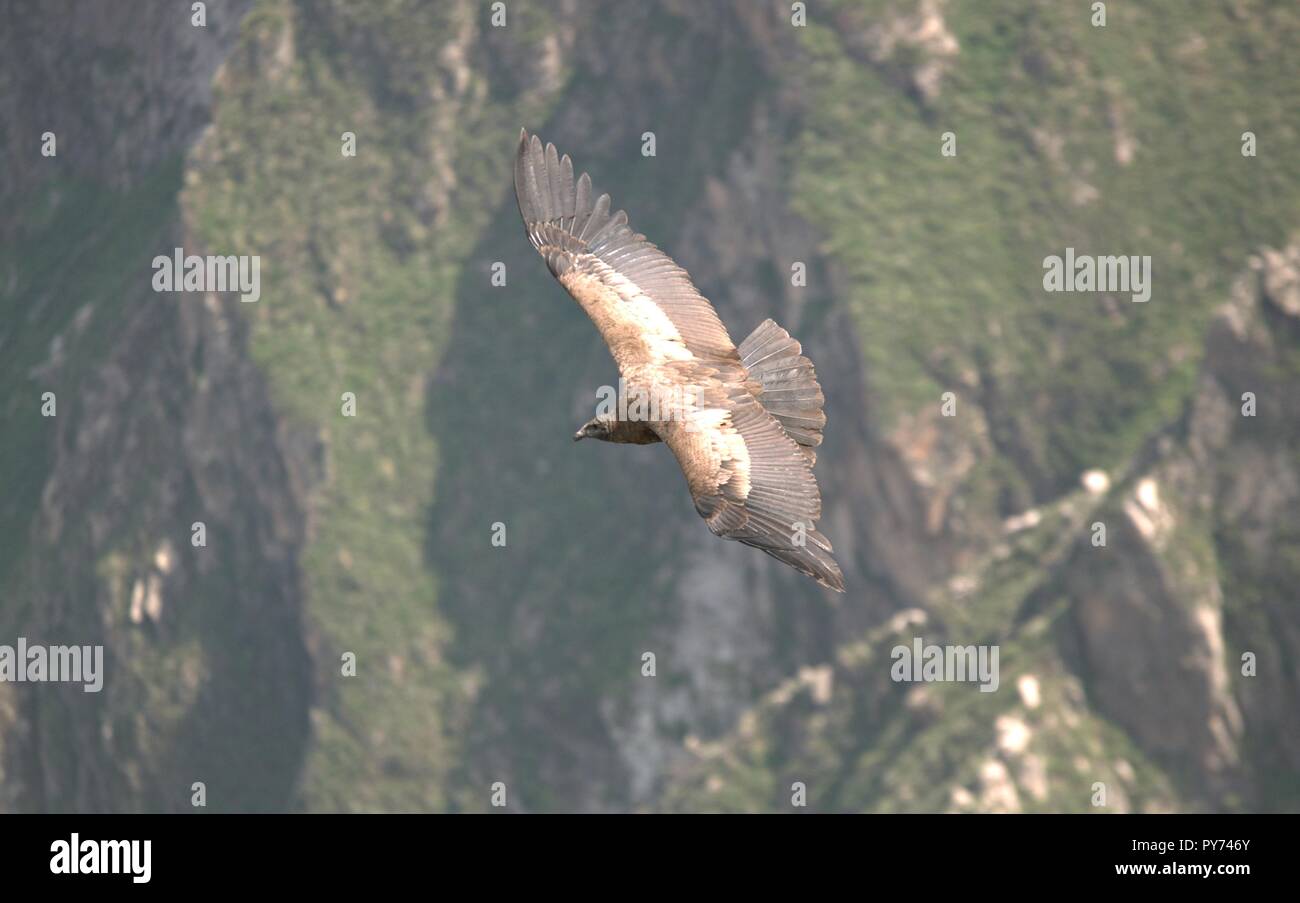 Condor - Andino Jovem sobrevoando o Valle del Colca Stock Photo