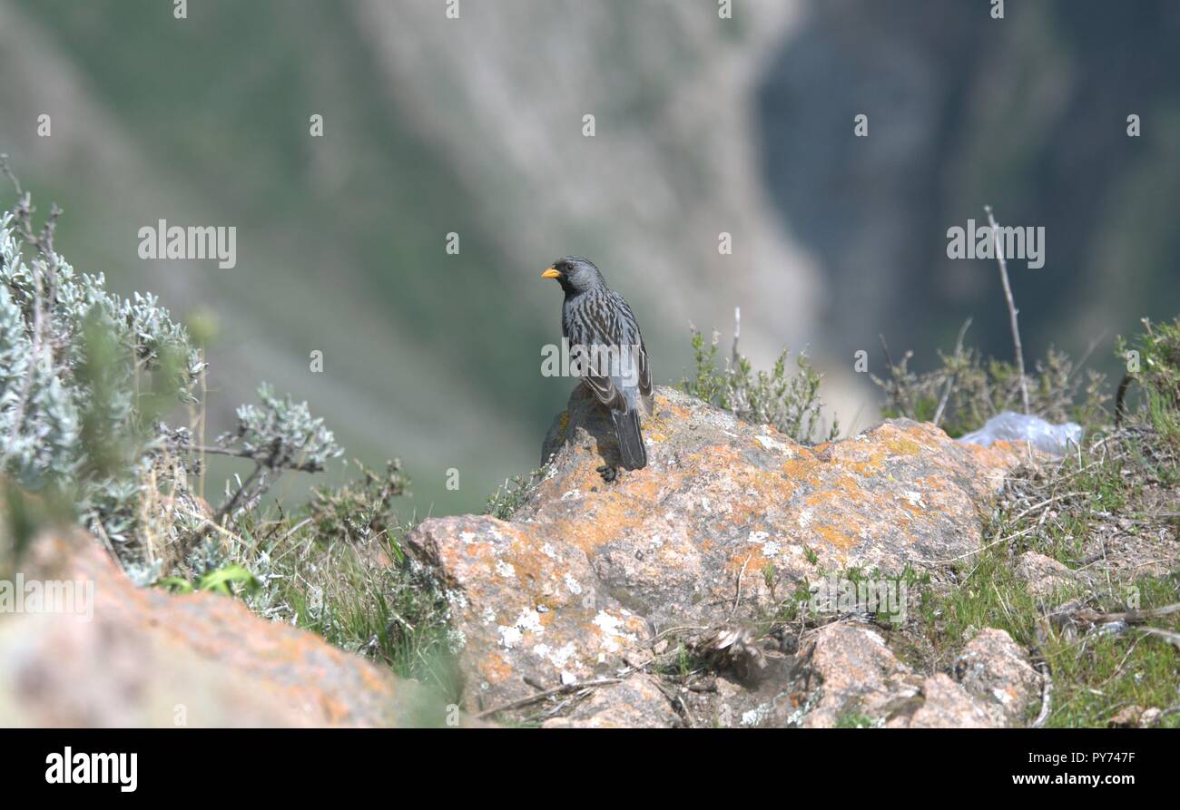 O Canário-negro-Andino ou Black Canary dos Andes Stock Photo