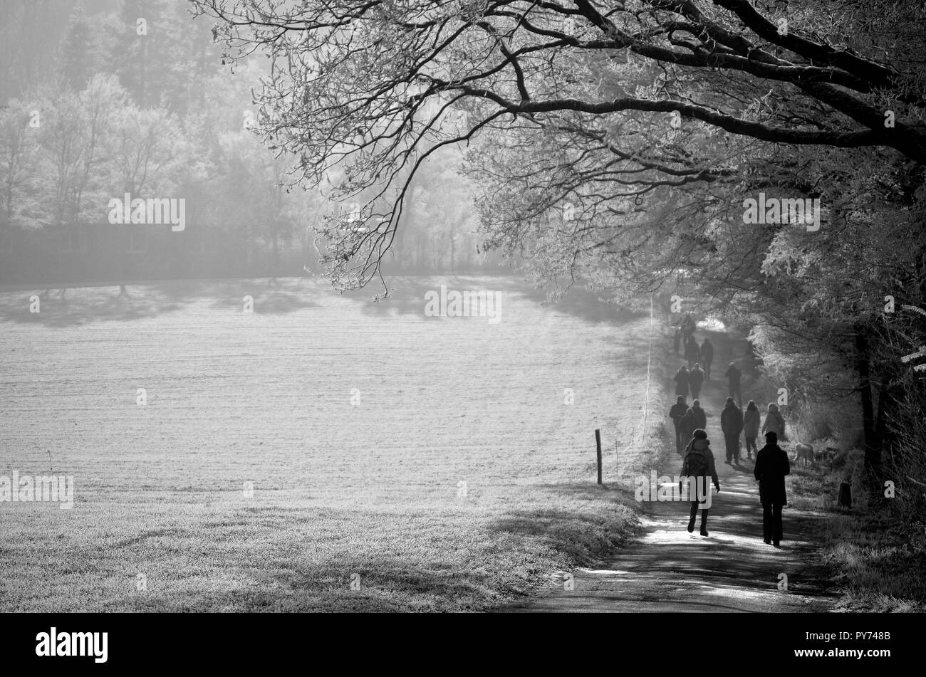 People walking in the cold winter on a road between a field and a forest. Strong morning lights and white ice contrasting the shadow under the trees.  Stock Photo